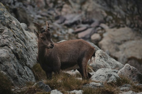 Quels sont les conseils pour un camping en région de montagnes avec observation des chamois?